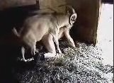 Козел рогатый трахает мужика скрытая камера